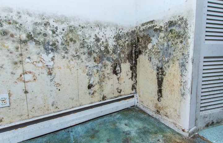 residential mold removal experts in Monterey Park